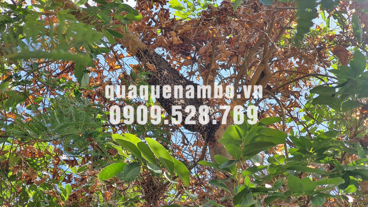 Mật ong rừng hoa tràm