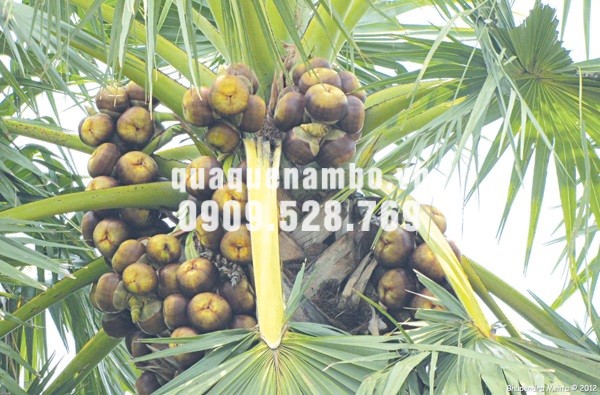 đường thốt nốt nguyên chất mua ở đâu tại hcm